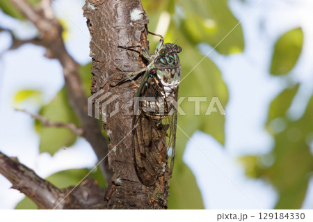 木に止まるミンミンゼミ 129184330