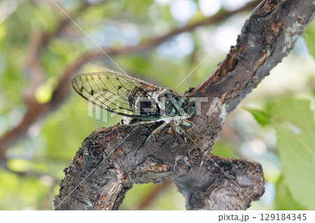 木に止まるミンミンゼミ 129184345