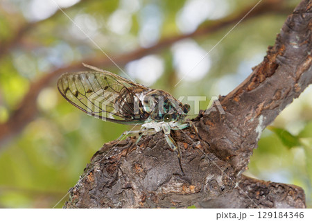 木に止まるミンミンゼミ 木に止まるミンミンゼミ 129184346