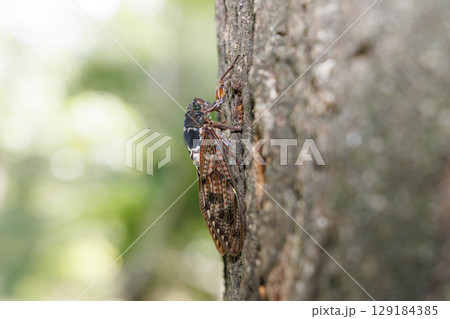 木に止まるニイニイゼミ 129184385