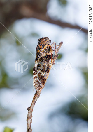 木に止まるニイニイゼミ 129184386