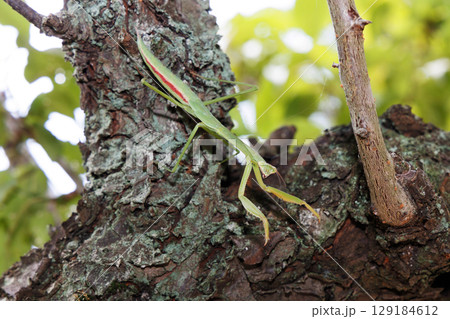 カマキリ 129184612