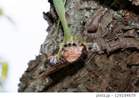 捕食した獲物を食べるカマキリ 129184679