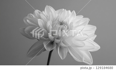 Elegant Black And White Portrait Of A Dahlia Flower Close Up 129184680