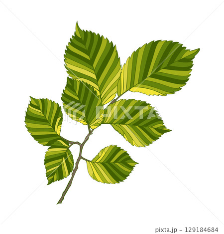 Hand drawn green colored elm leaves isolated on white background. Flat and line style vector illustration. Hand drawn green colored elm leaves isolated on white background. Flat and line style vector illustration. 129184684
