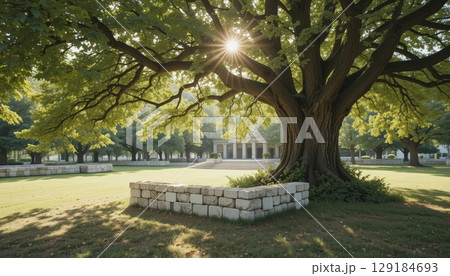 Serene Park Scene with Large Tree and Historic Building in Sunlight. 129184693