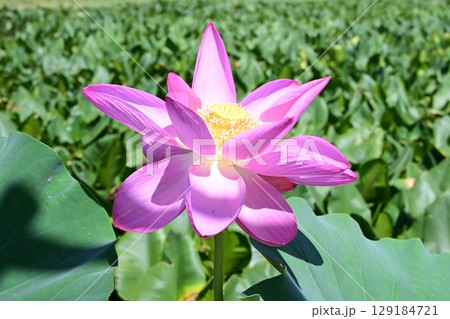 夏の光を浴びる蓮：輝くピンクの花びら 129184721