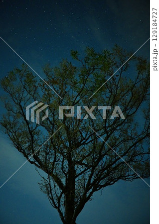 夜空を見上げる大樹:夏の星空とシルエット 夜空を見上げる大樹:夏の星空とシルエット 129184727