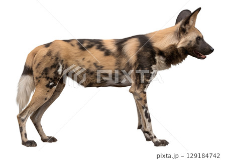 African wild dog (lycaon pictus) isolated on transparent background, endangered painted wolf African wild dog (lycaon pictus) isolated on transparent background, endangered painted wolf 129184742