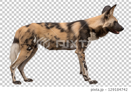African wild dog (lycaon pictus) isolated on transparent background, endangered painted wolf African wild dog (lycaon pictus) isolated on transparent background, endangered painted wolf 129184742