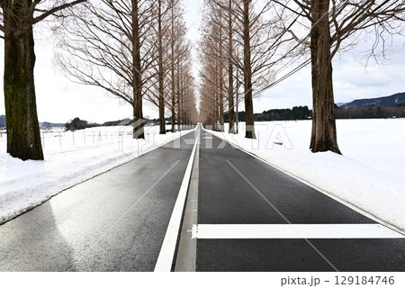 雪景色のメタセコイヤ並木 129184746