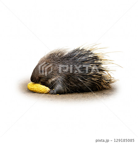 Porcupine eating corn on the ground, showcasing its sharp quills and textured fur, isolated on white background 129185085
