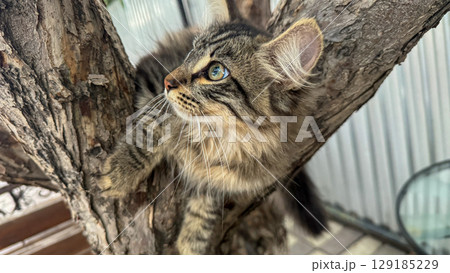 A beautiful long-haired brown and grey tabby cat climbing up the tree outside of its house. 129185229