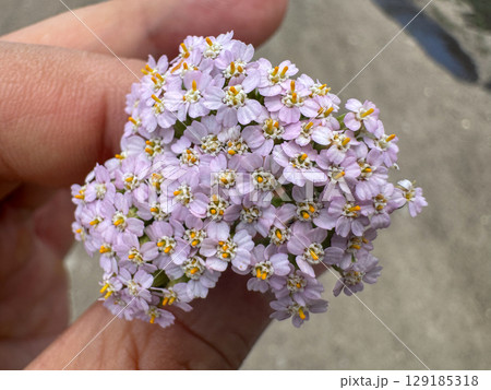 Close-up of delicate purple-pink wild flowers held gently in a hand. 129185318
