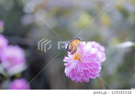 ダリアと蝶 129185338