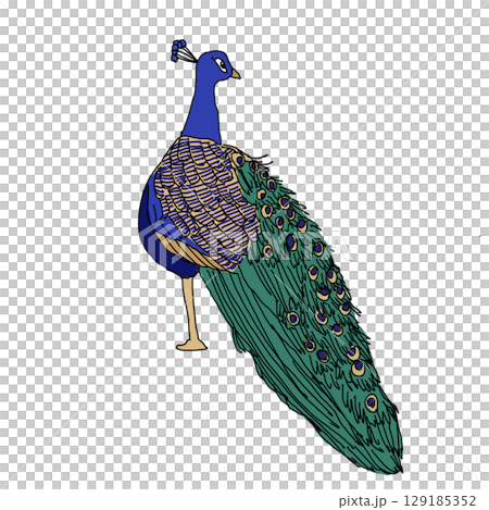 時尚孔雀 129185352