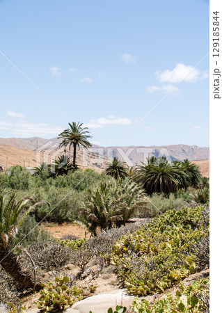 明るい日差しの中の大きなヤシの木やサボテンの荒涼とした景色 フエルテベンテュラ島のベタンクリアにて 明るい日差しの中の大きなヤシの木やサボテンの荒涼とした景色 フエルテベンテュラ島のベタンクリアにて 129185844