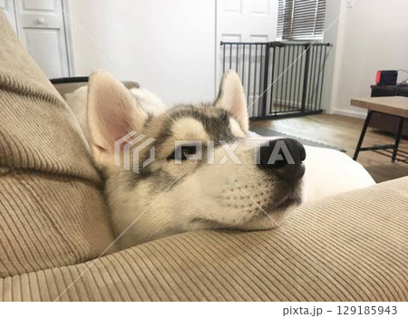 睡魔と戦い中のシベリアンハスキー 睡魔と戦い中のシベリアンハスキー 129185943