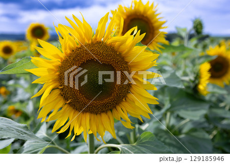 Sunflowers Bloom Vibrantly in Bright Yellow Fields Under a Clear Blue Sky 129185946