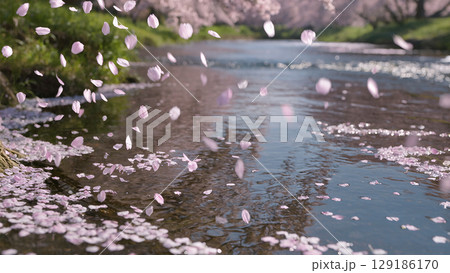 水面に映る桜 129186170