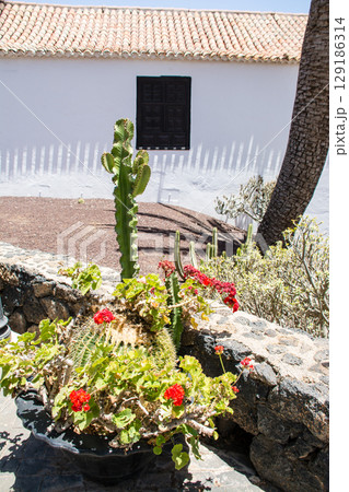 明るい日差しの中の白壁の建物と大きなヤシの木のある街並み　フエルテベンテュラ島のベタンクリアにて 129186314