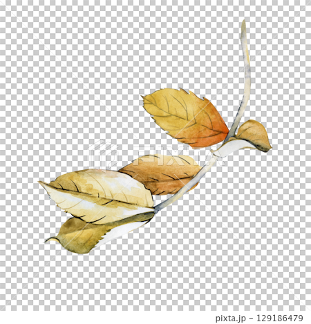 Yellow autumn leaves, painted in watercolor. A branch with rosehip leaves is isolated on a white background. Botanical illustration. Clipart. Yellow autumn leaves, painted in watercolor. A branch with rosehip leaves is isolated on a white background. Botanical illustration. Clipart. 129186479