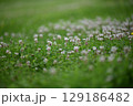 Blooming clover on a green meadow as a closeup 129186482