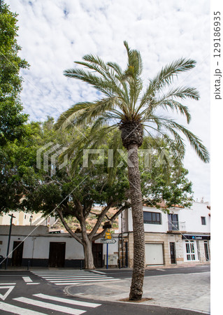 明るい日差しの中の白壁の建物と大きなヤシの木のある街並み　フエルテベンテュラ島のベタンクリアにて 129186935