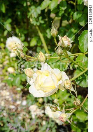 明るい日差しの下の満開のバラ　ロンドン郊外のオスタリー・パークにて 129186948