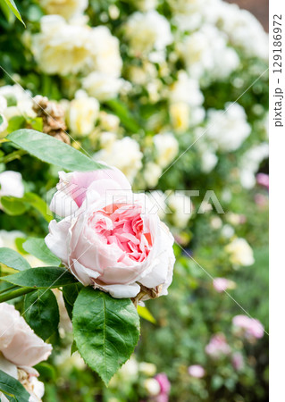 明るい日差しの下の満開のバラ　ロンドン郊外のオスタリー・パークにて 129186972