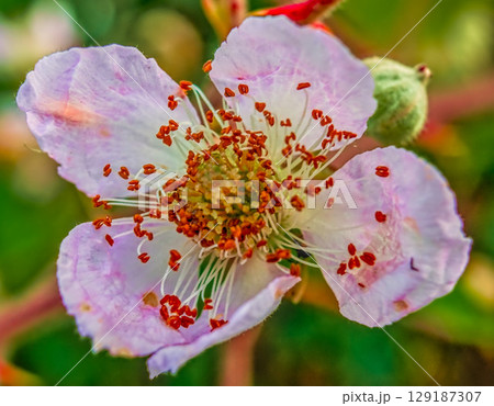 Rosa canina flower with four petals 129187307