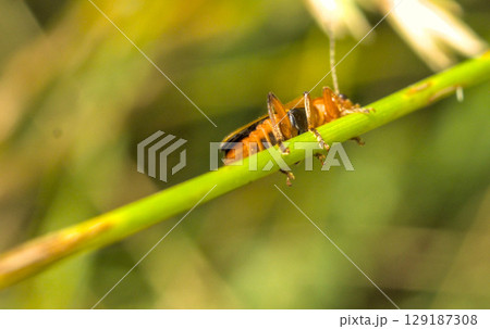 A little orange insect perched on a branch. 129187308