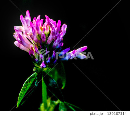 red clover showing its beauty 129187314