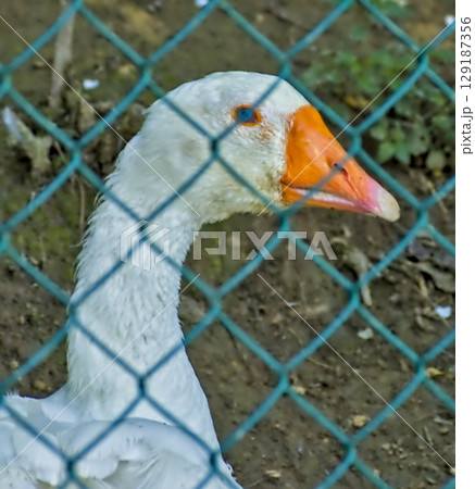 domestic goose behind a fence in a farmyard domestic goose behind a fence in a farmyard 129187356