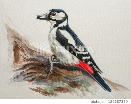 Step-by-step drawing of woodpecker bird with watercolor. Step four of four - background painting. Woodpecker painting in watercolor. Side view of female great spotted woodpecker 129187359