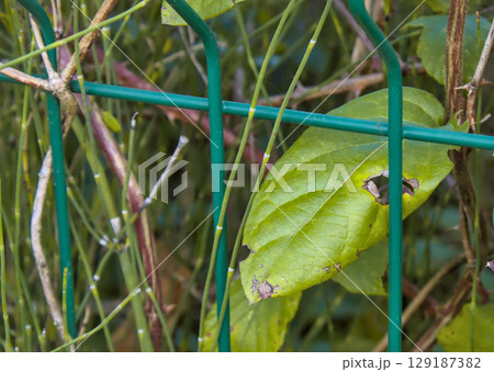 green leaf behind a fence 129187382
