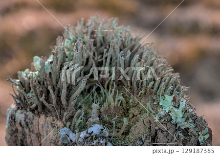 lichens on posts lichens on posts 129187385