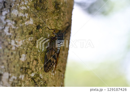 木にとまるアブラゼミ 木にとまるアブラゼミ 129187426