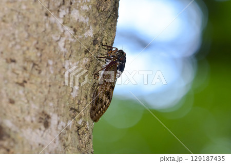 木にとまるアブラゼミ 木にとまるアブラゼミ 129187435
