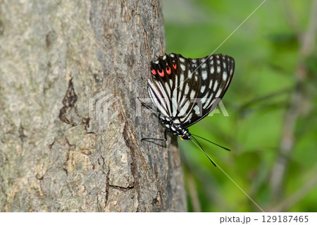アカボシゴマダラ アカボシゴマダラ 129187465