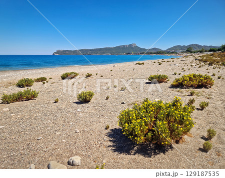 Yellow beach heather, or Hudsonia tomentosa flowering bushes scattered across the sandy beach with a view to the Calis hill and Kemer coastline in Turkey Yellow beach heather, or Hudsonia tomentosa flowering bushes scattered across the sandy beach with a view to the Calis hill and Kemer coastline in Turkey 129187535