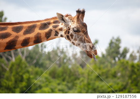 Giraffe Head Neck Profile Tongue Out Giraffe Head Neck Profile Tongue Out 129187556