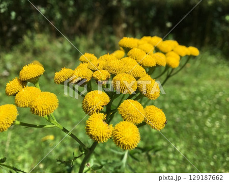 Tansy or Tanacetum vulgare close-up on green background. 129187662