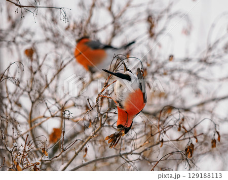 Bullfinch eating maple seeds on maple tree. Funny and cute bullfinch in wild nature, in cold winter weather. Two male bullfinch in beautiful sunset light. Birdwatching and environmental concept Bullfinch eating maple seeds on maple tree. Funny and cute bullfinch in wild nature, in cold winter weather. Two male bullfinch in beautiful sunset light. Birdwatching and environmental concept 129188113