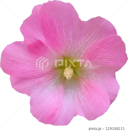 alcea setosa flower in full bloom isolated alcea setosa flower in full bloom isolated 129188211