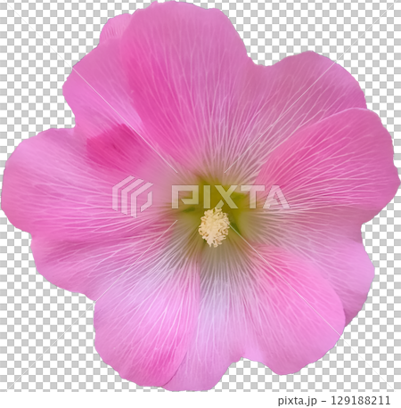 alcea setosa flower in full bloom isolated alcea setosa flower in full bloom isolated 129188211