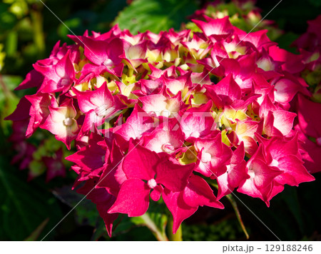 A cluster of Hydrangea macrophylla flowers displays rich red and white hues. Soft yellow centers can be seen nestled between the petals, all illuminated by sunlight in an outdoor garden. 129188246