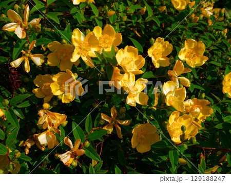 Close up of yellow Saint John's Wort flowers in a garden during a sunny summer day. 129188247