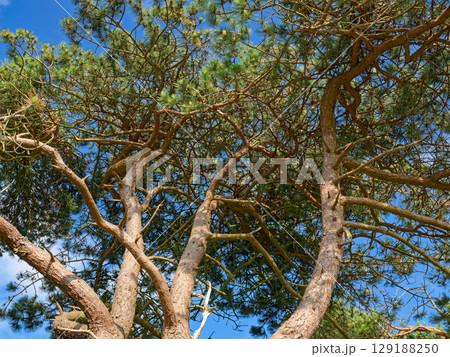 A low-angle view shows the trunks and branches of several tall pine trees. Green needles adorn the branches, contrasting with the bark and the bright blue sky. 129188250