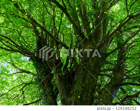 Looking up at a large Beech tree with green leaves on a sunny day in Summer, providing shade. Looking up at a large Beech tree with green leaves on a sunny day in Summer, providing shade. 129188252